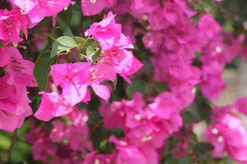 blooming bougainvillea flowers.Pink flowers in garden as a background. floral background
