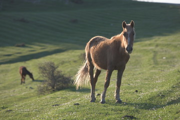 horse on pasture