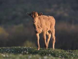 cow