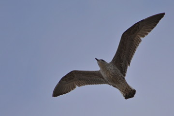 Gaivota