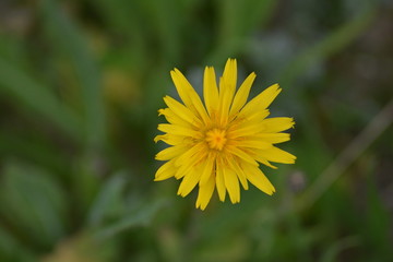Amarelo