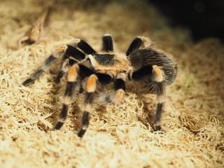 spider close-up
