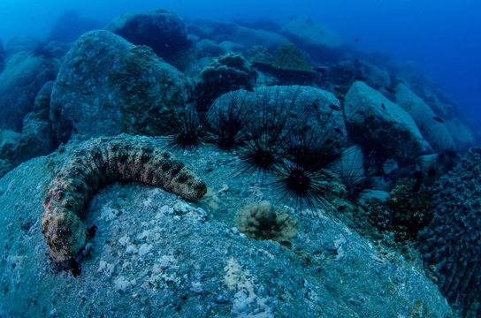 Sea cucumber and a group of sea urchins (Diadema sp) on barren boulders on the sea floor in Koh Tao, Thailand