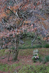 autumn in the park