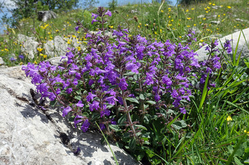 Alpen-Steinquendel