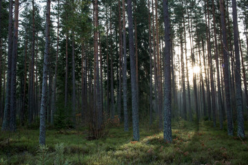 A dark forest with a dim sunset in the background