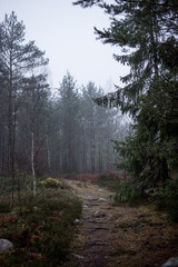 Fototapeta premium Small walking path in a misty forest
