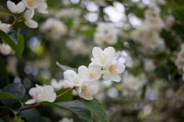Obraz na płótnie Canvas Blooming jasmine bush