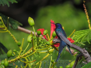 bird on a branch