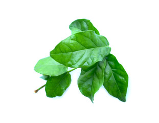 jasmine isolated on white background