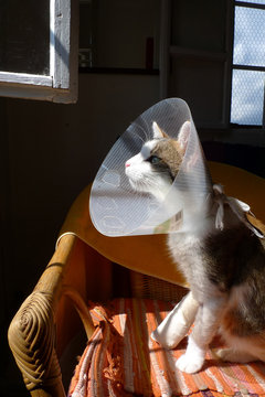 DURCH M&Auml;HMASCHINE SCHWERST VERLETZTE KATZE (WIEDER WOHLAUF)