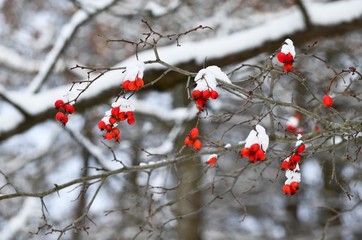 berries under the snow