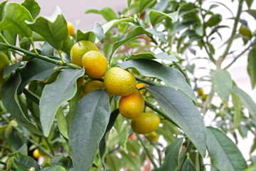 yellow fresh kumquat on a tree in the garden