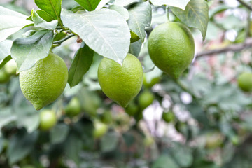 Green fresh lemon on the tree in the garden