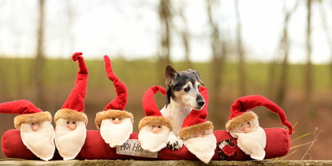 Santa dog. Cute jack russel terrier sitting behind 6 small santas