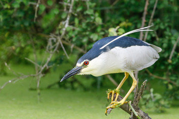 Oiseaux