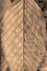 Dry leaf, macro Dry leaf, Dry leaf naturai