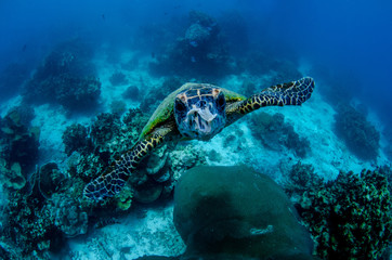 Obraz na płótnie Canvas Hawksbill sea turtle, Eretmochelys imbricata