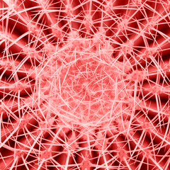Living Coral color of the Year 2019 on Abstract hot summer background with Cactus.