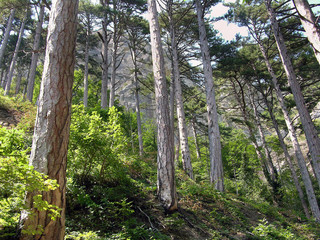 forest on the mountainside on a sunny day