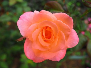 pink or orange rose close up