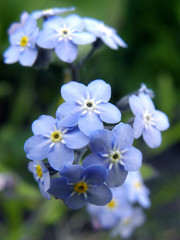 blue flower close-up