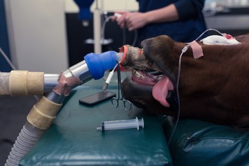Horse being operated in hospital