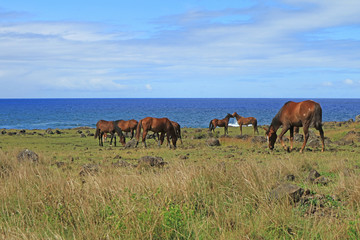 Group of wild horses grazing at seaside of Pacific ocean on Easter island, Chile, South America 