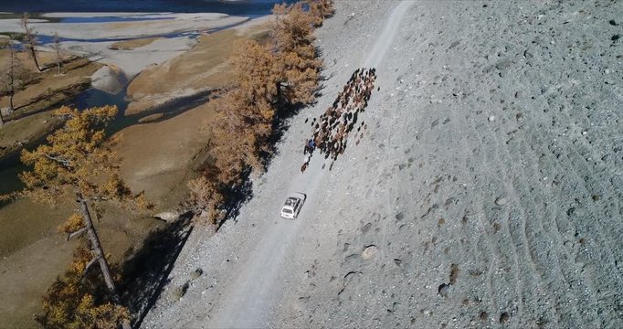 4k 60 fps Mongolia Aerial view of Altai track with 4x4 behind sheep herd - view from back and fly over herd