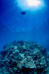 Hawksbill sea turtle, Eretmochelys imbricata