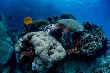 Hawksbill turtle (Eretmochelys imbricata) feeding on the bubble coral (Plerogyra sinuosa) on the...
