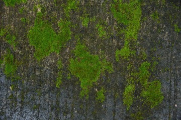 green moss texture