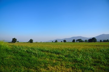 green pasture land in landscape