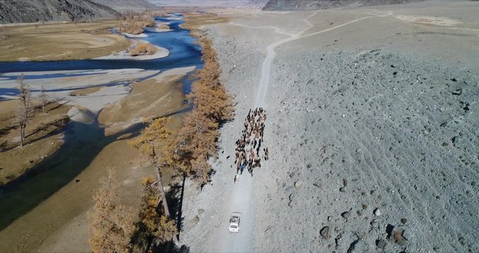 4k 60 fps Mongolia Aerial view of Altai track with 4x4 behind sheep herd - arriving from back