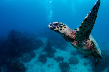 Obraz na płótnie Canvas Hawksbill sea turtle, Eretmochelys imbricata