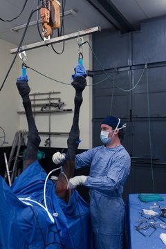 Female surgeon examining a horse in operation theatre