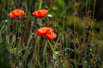 Blooming red poppy flowers on summer wild meadow.