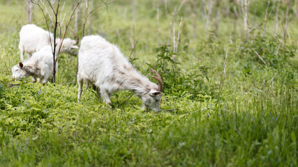 Naklejka na ściany i meble goats that walk on green grass and look for food