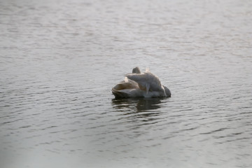 Beautiful white swan swims in the lake.