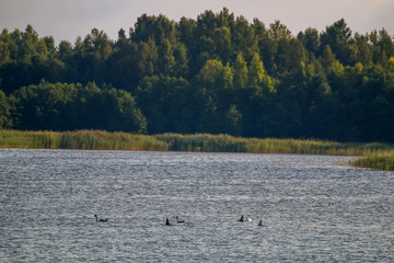 Family of birds swims in the lake.