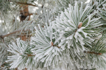 Naklejka na ściany i meble Beautiful branches of the Christmas tree for the New Year.