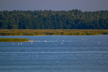 Large colony with white swans swims in the lake.