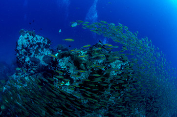 Naklejka na ściany i meble School of Goldband fusilier, Pterocaesio chrysozona in tropical coral reef 