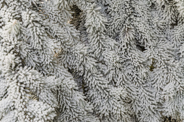 Beautiful branches of the Christmas tree for the New Year.