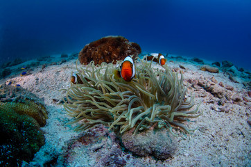 Saddleback Clownfish, Amphiprion polymnus