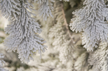 Beautiful branches of the Christmas tree for the New Year.