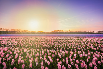 Fototapeta na wymiar Colorful blooming flower field with pink and blue hyacinths during sunset.