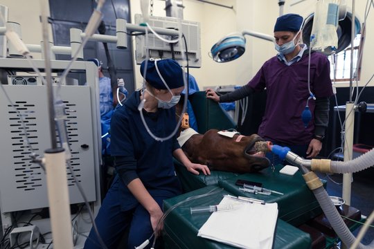 Female surgeon examining a horse in operation theatre