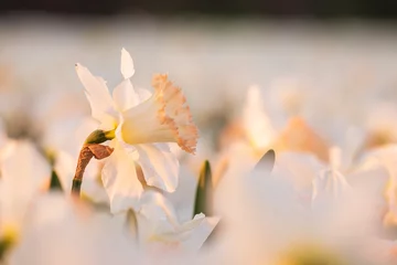 Fotobehang Colorful blooming flower field with white Narcissus or daffodil closeup during sunset. © Sander Meertins