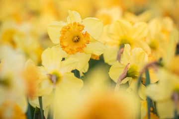 Colorful blooming flower field with yellow Narcissus or daffodil closeup during sunset.